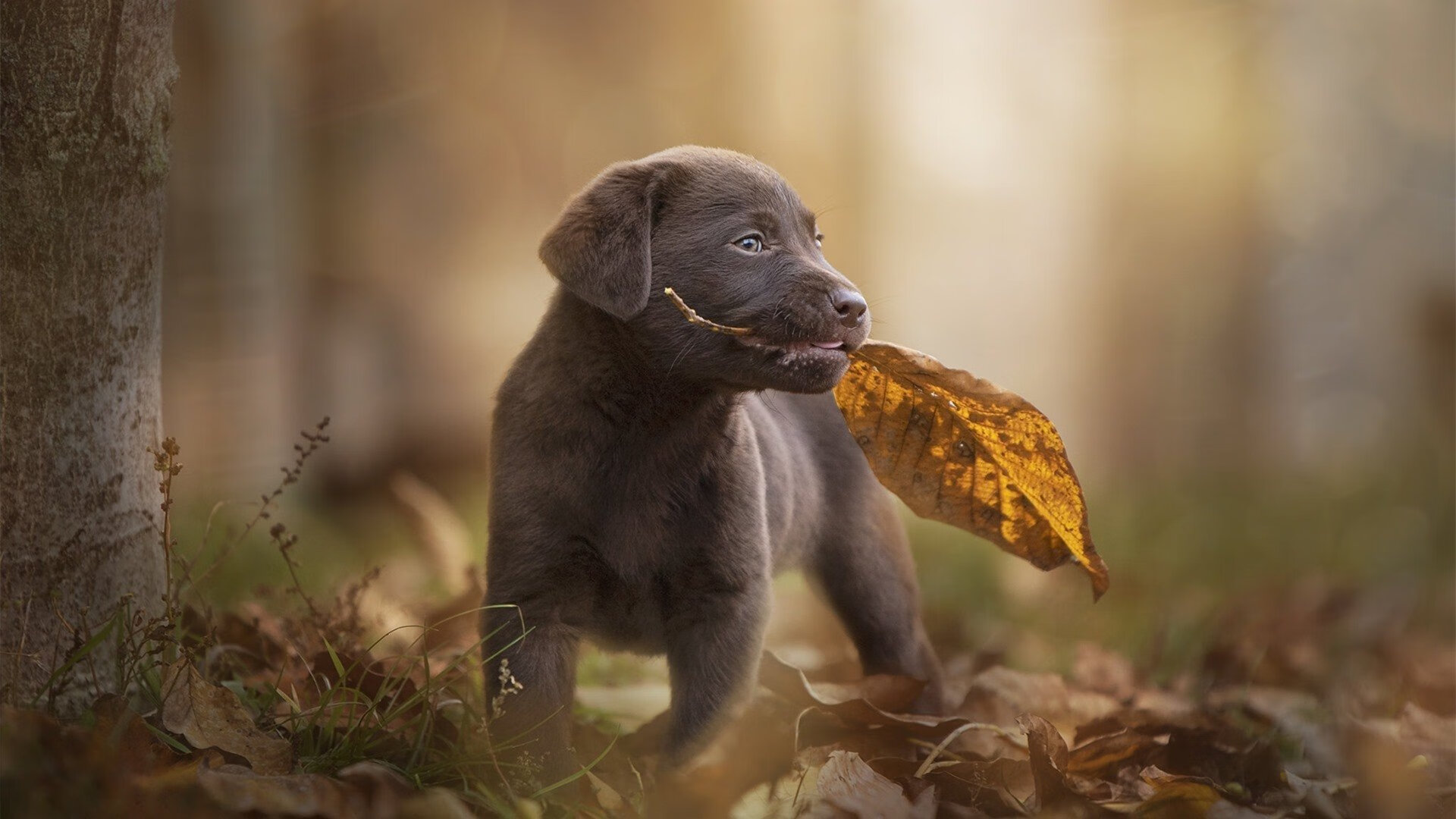_老鹰快攻快节奏,比赛精彩纷呈_,老鹰进攻图解