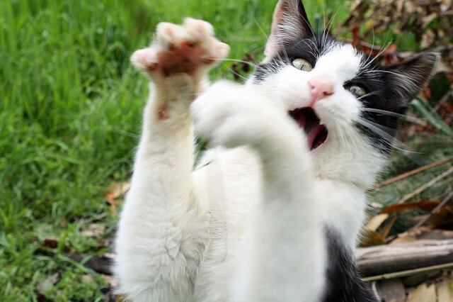 米兰官方网站-“青少年足球名将成长记，激励更多青少年追梦”，青少年 足球