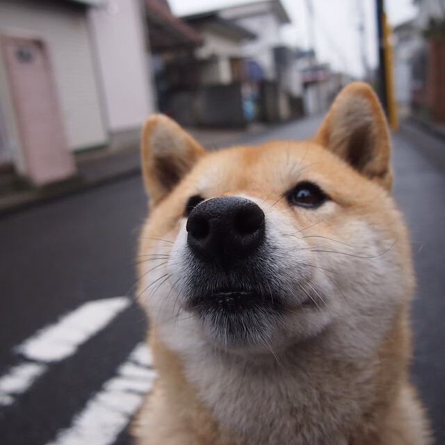 【棒球文化】从体育到文化的多样展现,棒球队文化