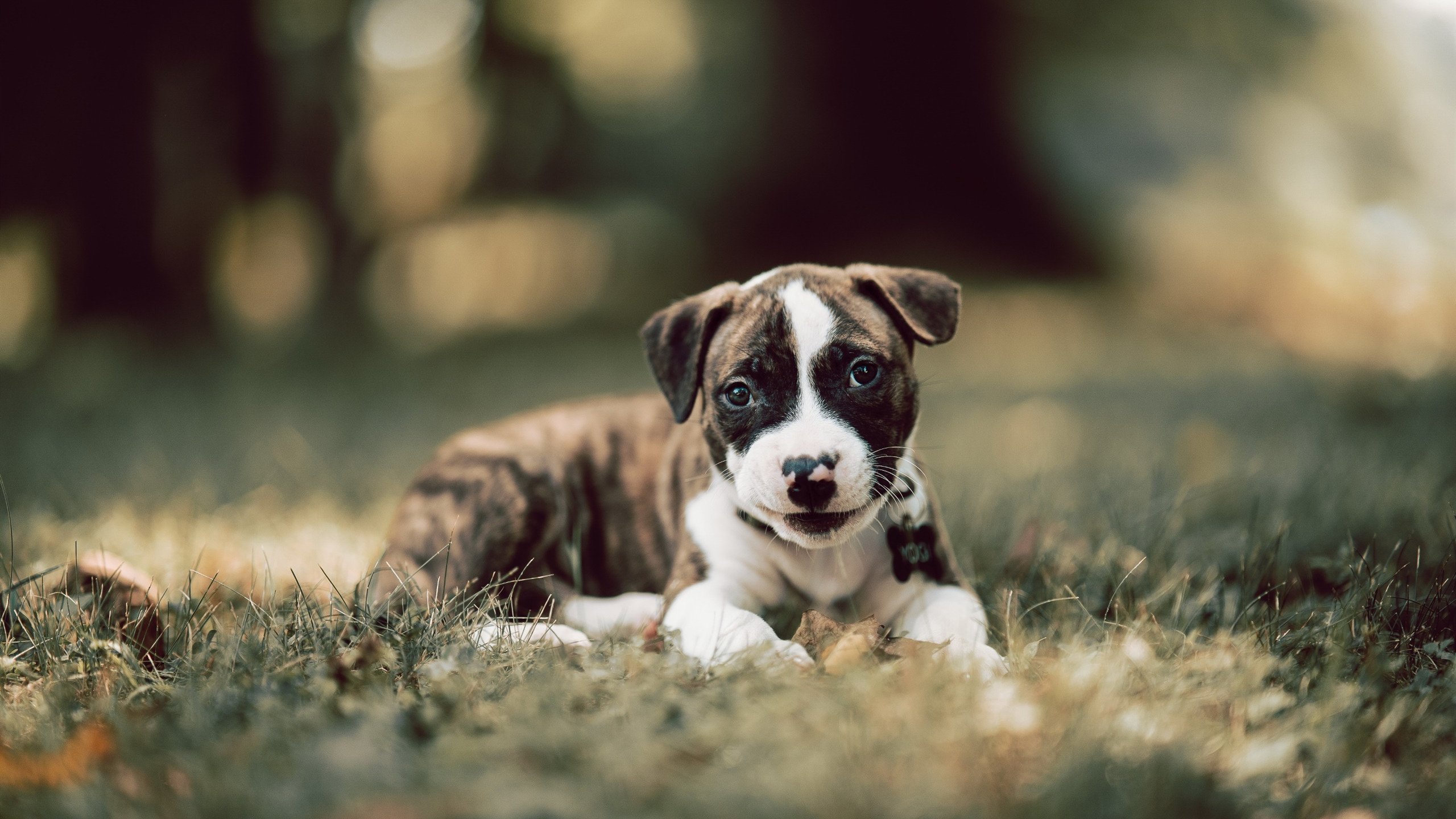 米兰体育APP下载-地区篮球联赛火热进行，推动地区体育产业发展，地方篮球协会简介