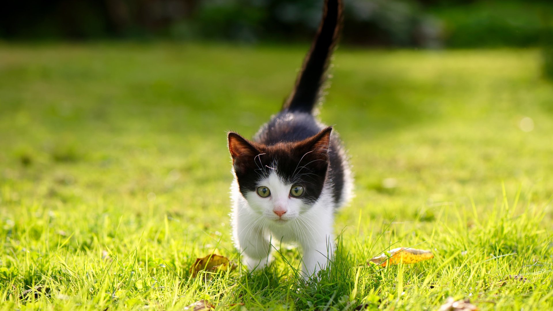 AC Milan-教练换帅：新主帅带来什么样的变化？，主教练换上自己