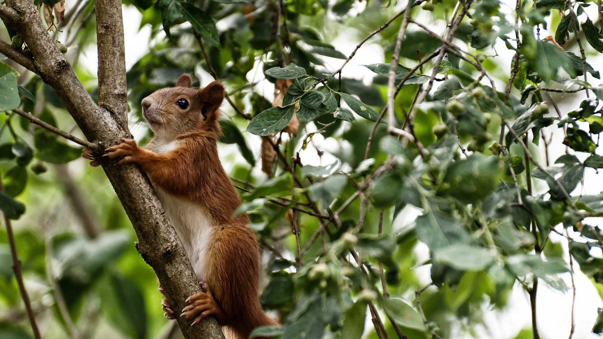 特色足球产业联盟在全国多地点成立,推动行业链深度融合,全国足球特色园系统平台