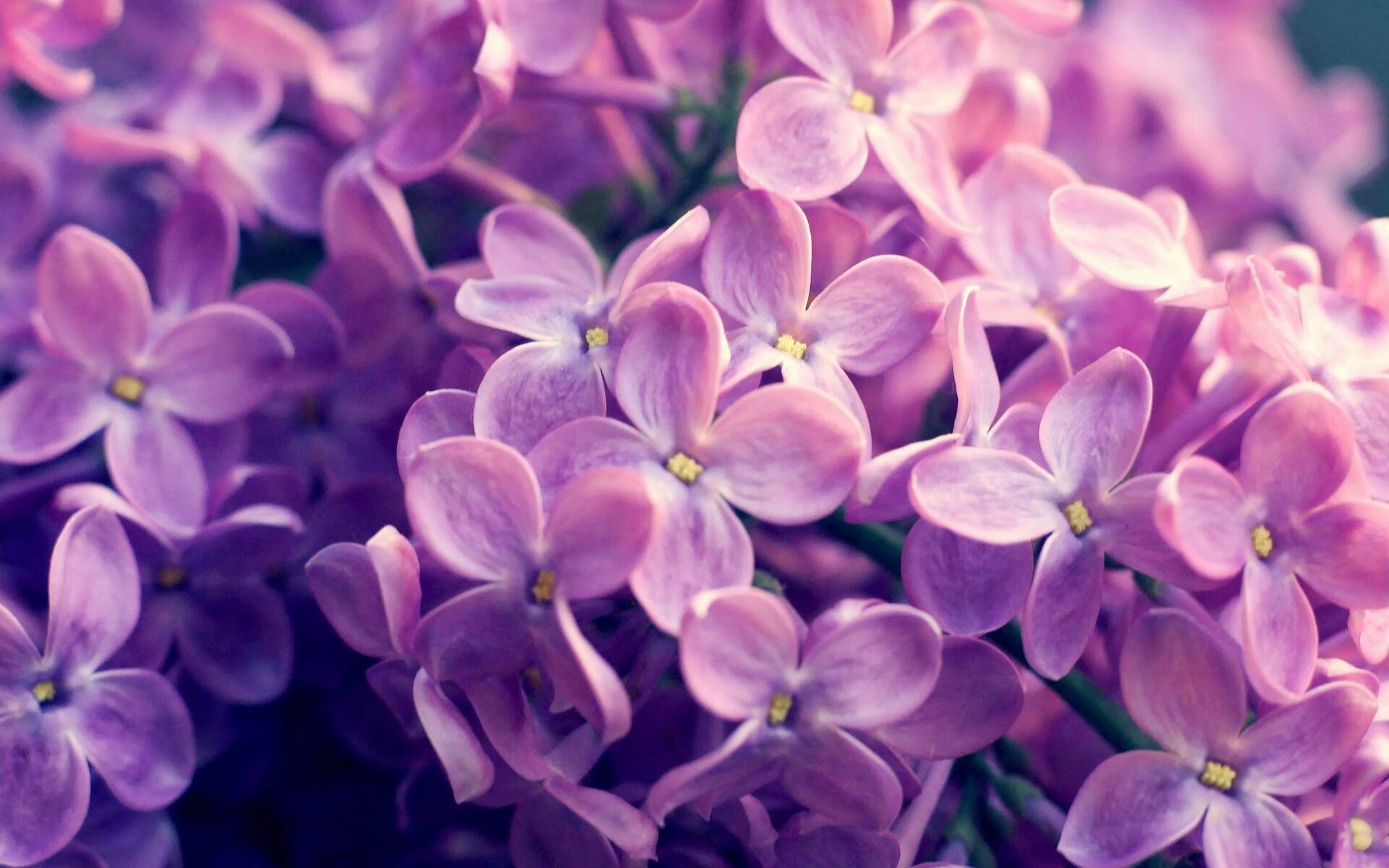 科迪·加克波和多尼尔·马伦在对阵罗马尼亚的比赛中各有建树,助荷兰队晋级八强。