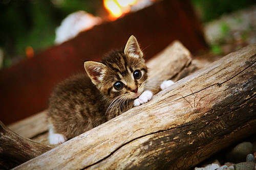 CBA球队集结备战,力争新赛季取得更好成绩,cba2021至2022新球队