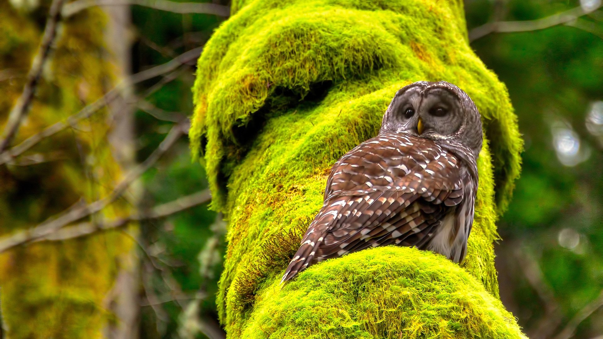 米兰体育APP-科拉盼重返球场，卡利亚里前锋渴望复出，卡利亚里转入球员