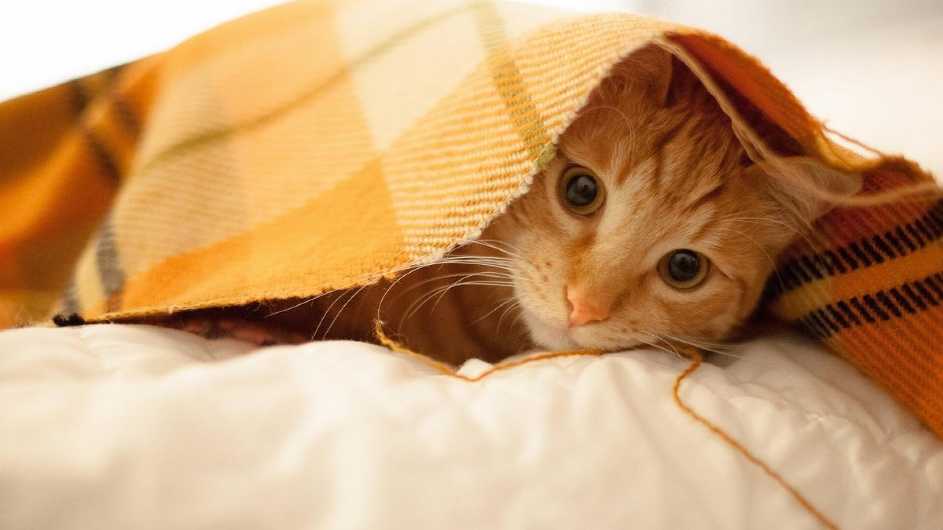 米兰体育(中国大陆)官网-美洲篮球运动推广活动火热开展，美洲篮球队