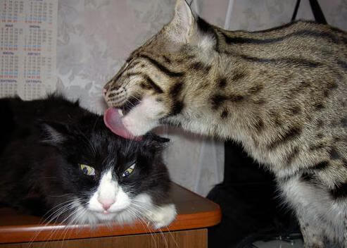 AC MILAN SPORTS全站-里尔战胜圣埃蒂安，豪取三分缩小与领头羊的差距，里尔对圣埃蒂安比分预测