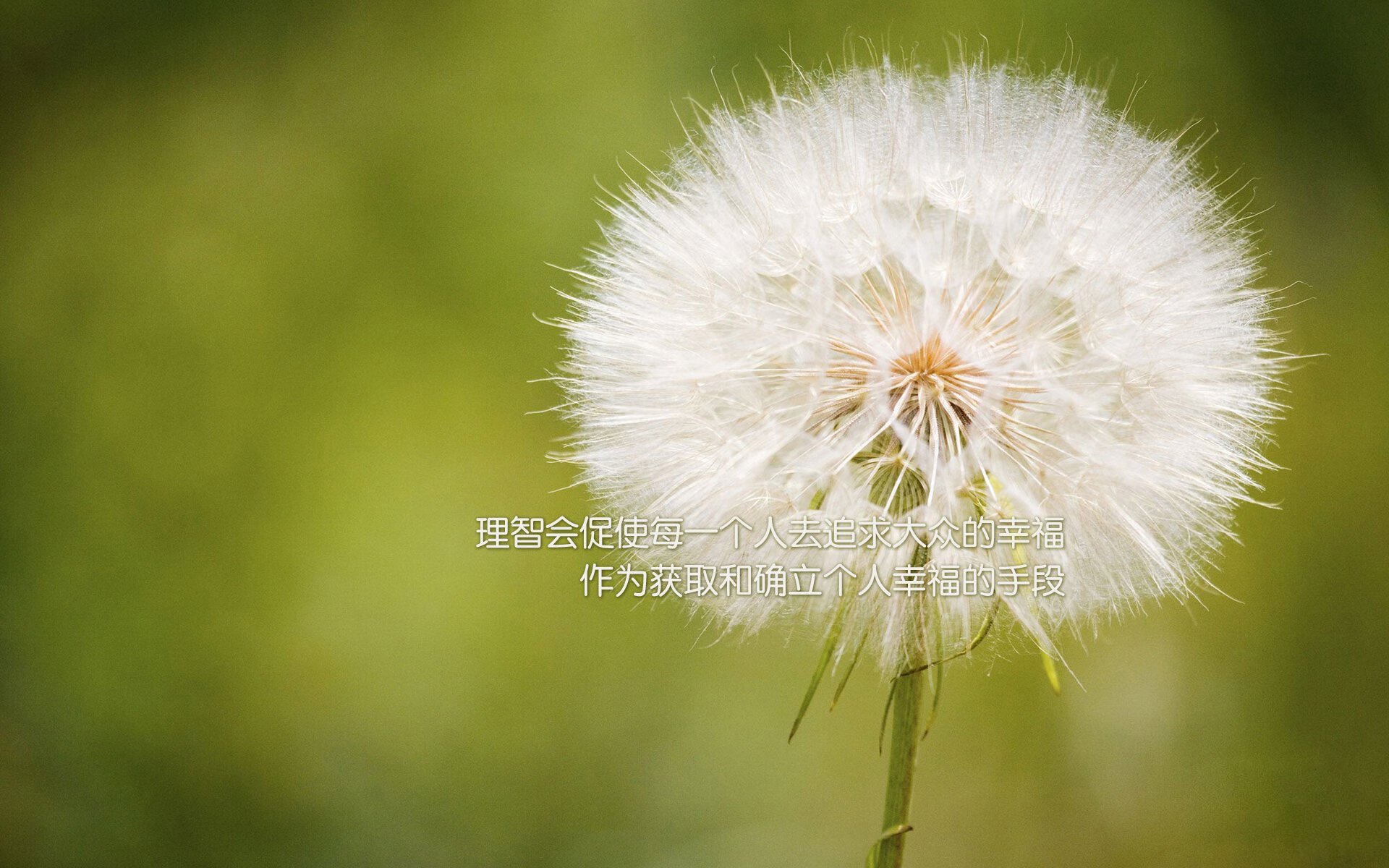 AC米兰队-里尔新赛季开局良好，里尔最新阵容