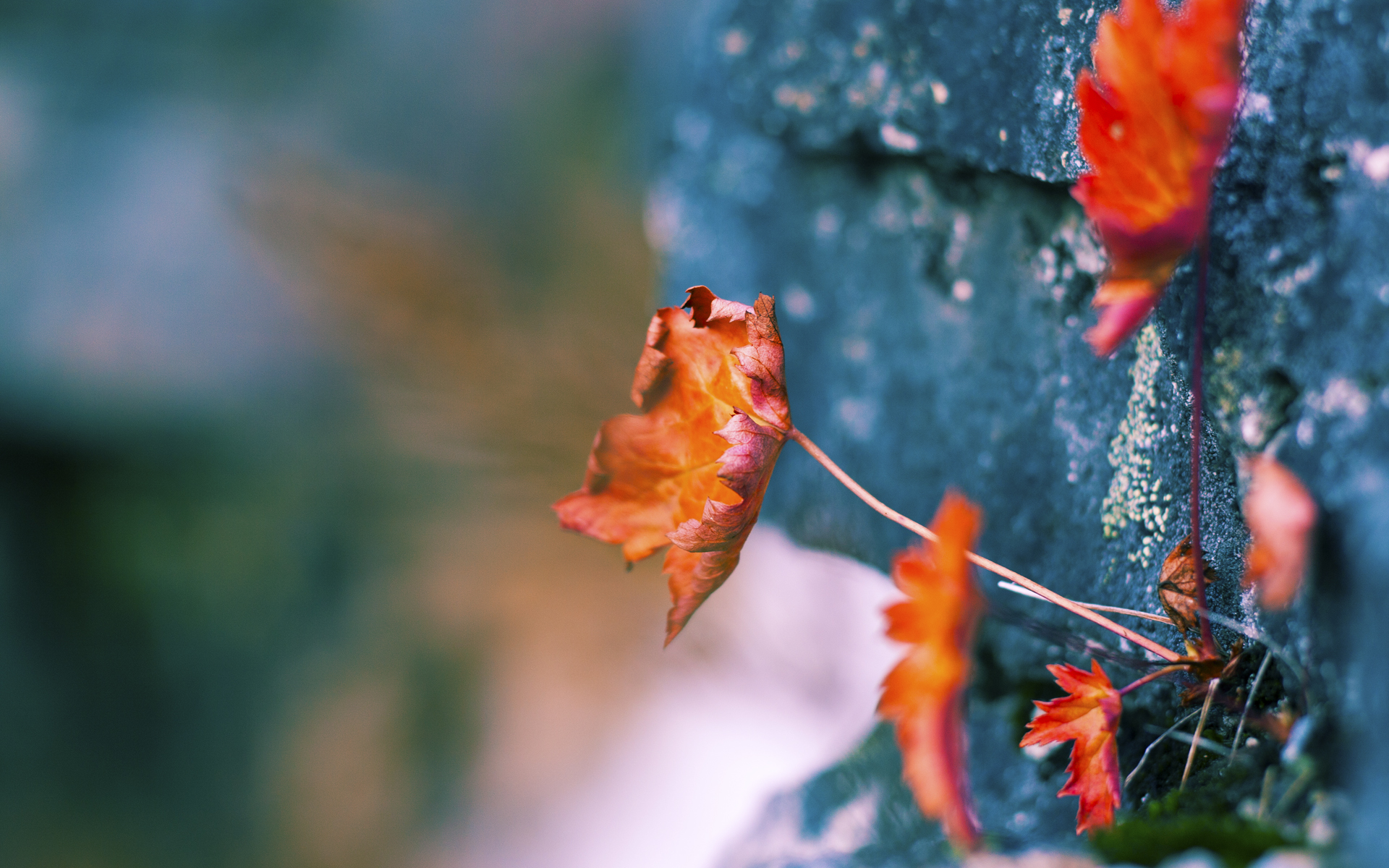 “2025世界运动会:东安湖体育公园迎接跑酷与龙舟新挑战”