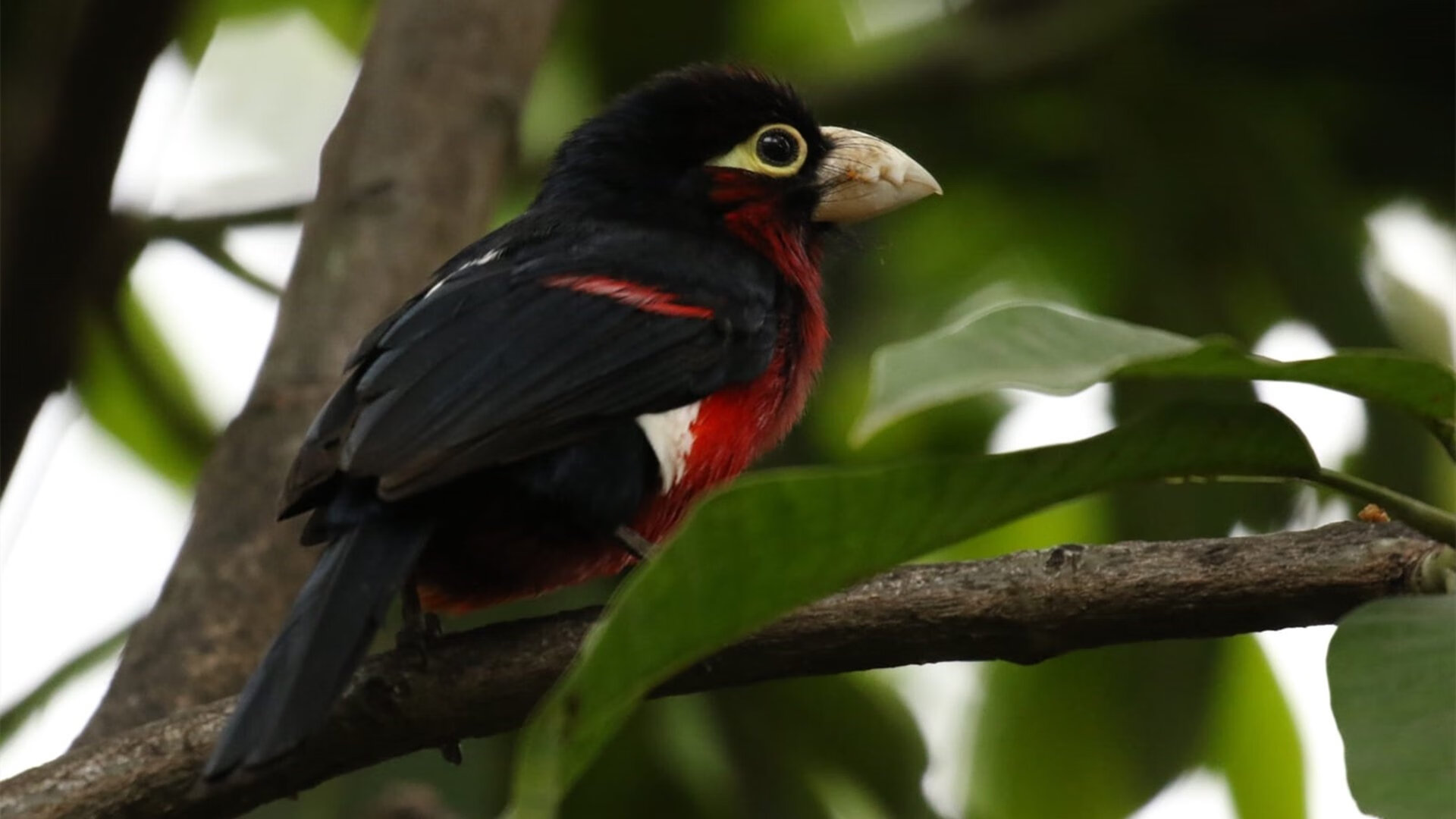 决赛替补出场球员表现同样抢眼,决赛阵容