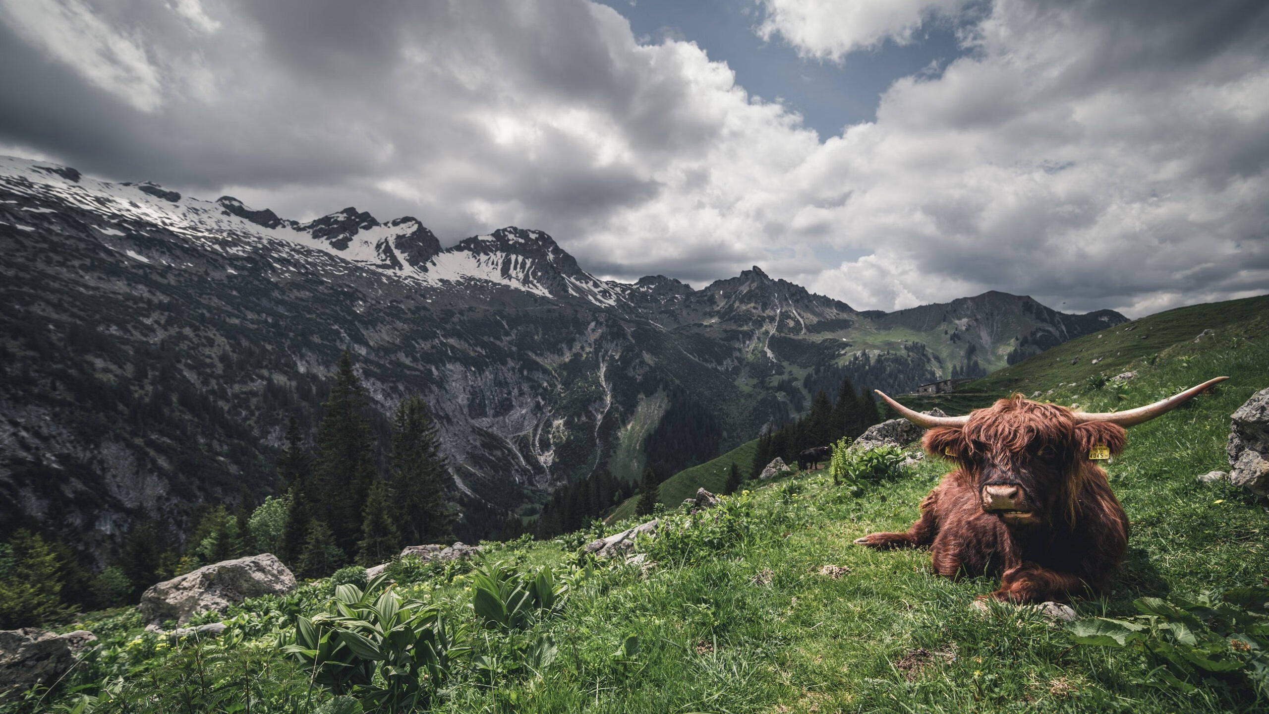 中国米兰体育-技术分析：中澳转身与划水效率对比，中澳转运