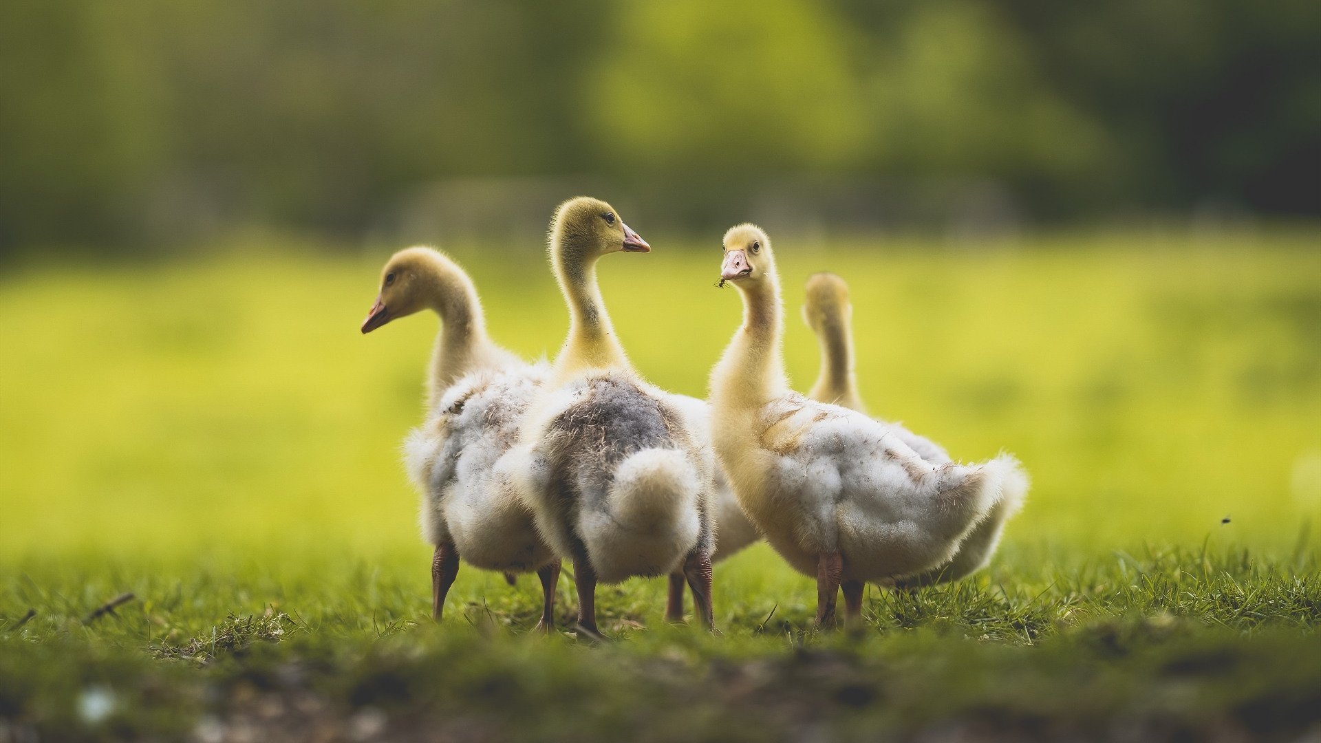 赛事外语服务能力增强助推国际传播,外语大赛