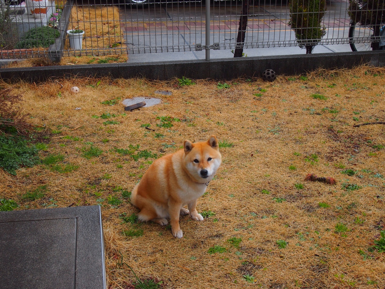 哥伦比亚橄榄球展现新生力,是否能挑战传统强队?,哥伦比亚乙