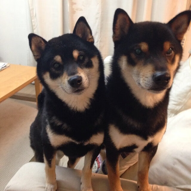 意甲传奇时刻:技艺与意志的巅峰展现,意甲集锦