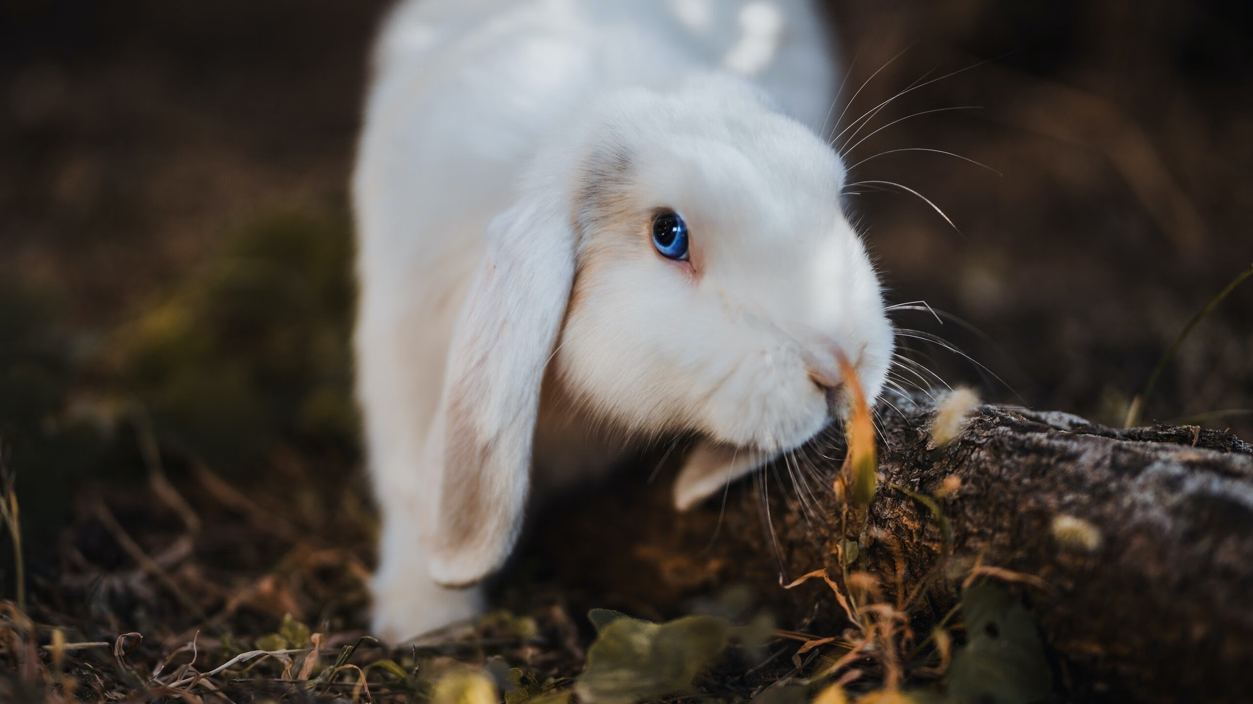 美洲杯明星多场精彩：突破、助攻、精彩纷呈！，美洲杯明星球员